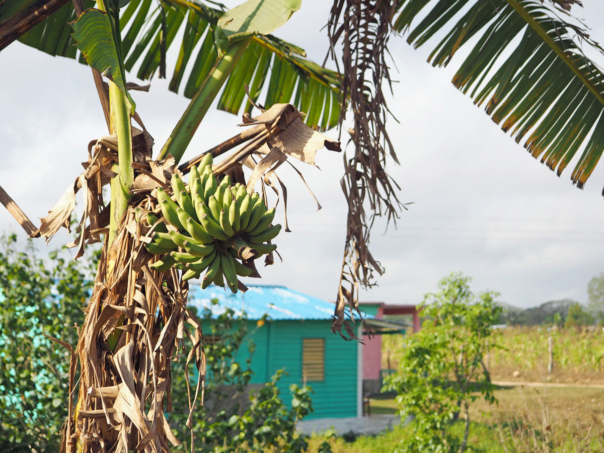 Bananenbaum Tabakplantage Vinales Kuba