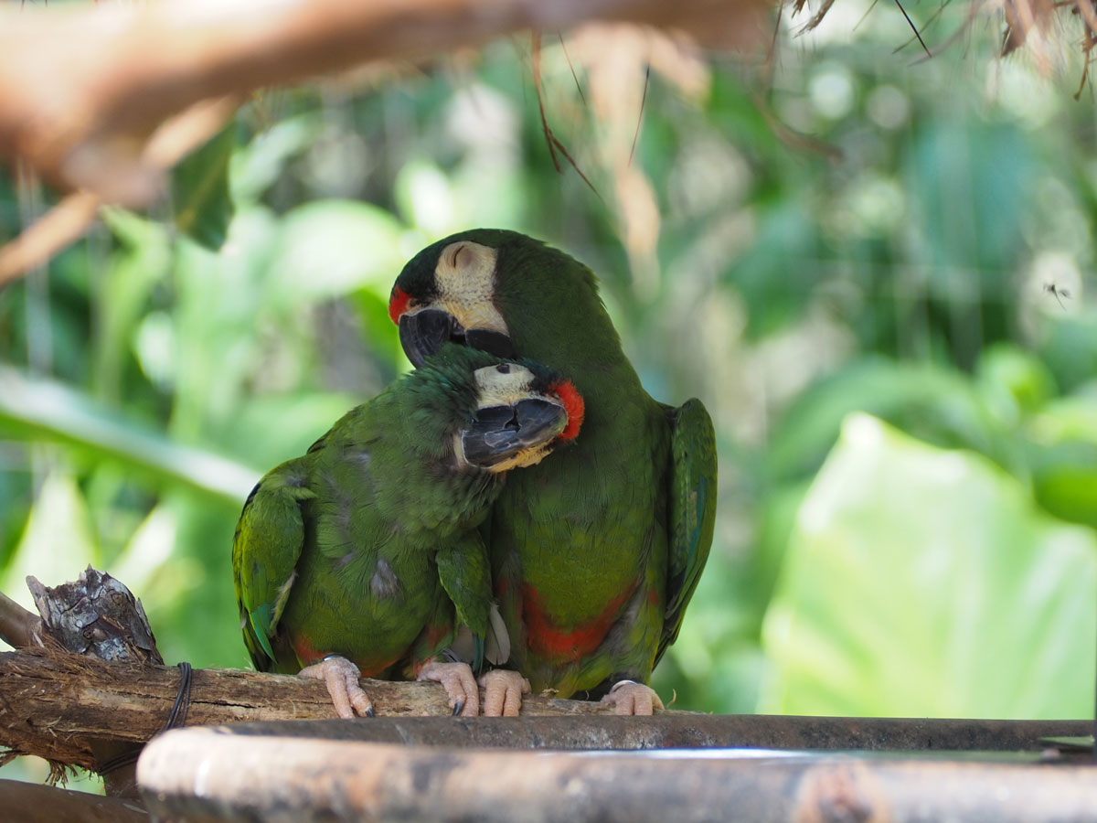 iguazu wasserfaelle argentinien brasilien reisetipps16 - Guide für einen Besuch der Iguazu Wasserfälle