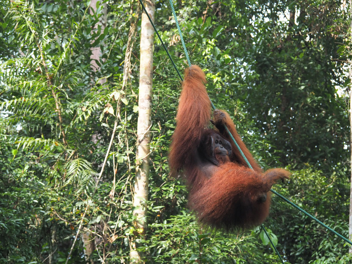 Orang Utan Bako Nationalpark, Sehenswürdigkeiten Borneo