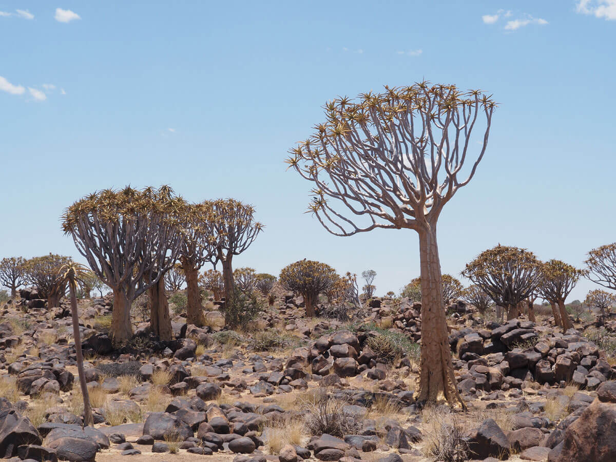 Namibia Sehenswuerdigkeiten Knoecherbaeumewald ”